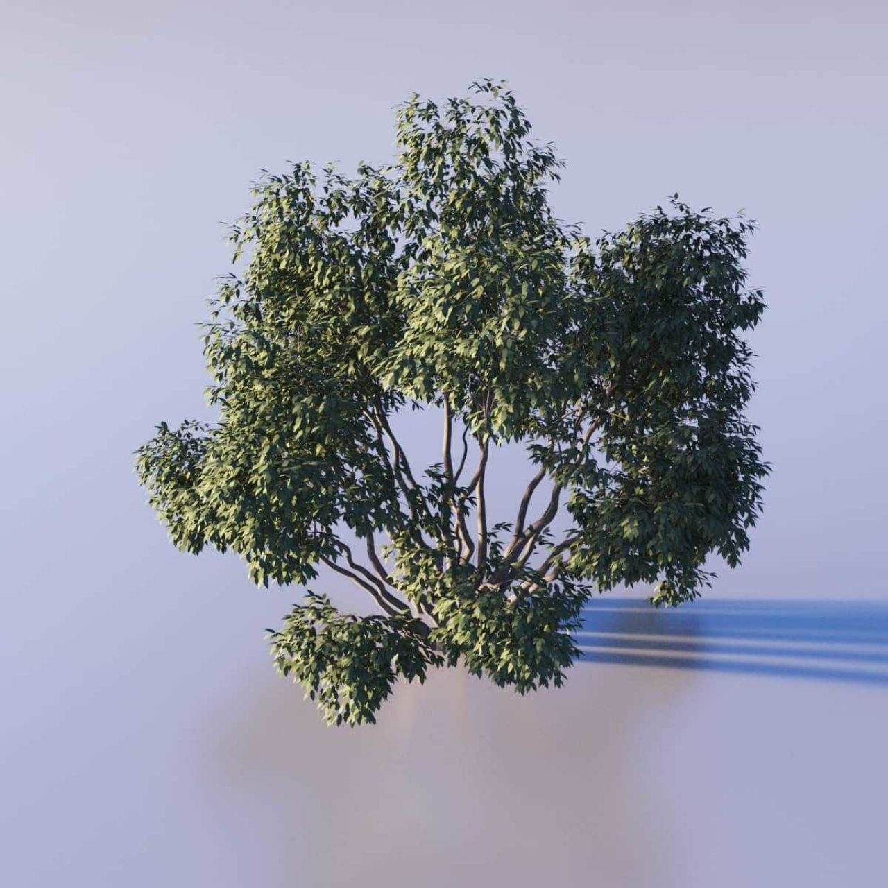 Carey House Tutorial 03 - Trees